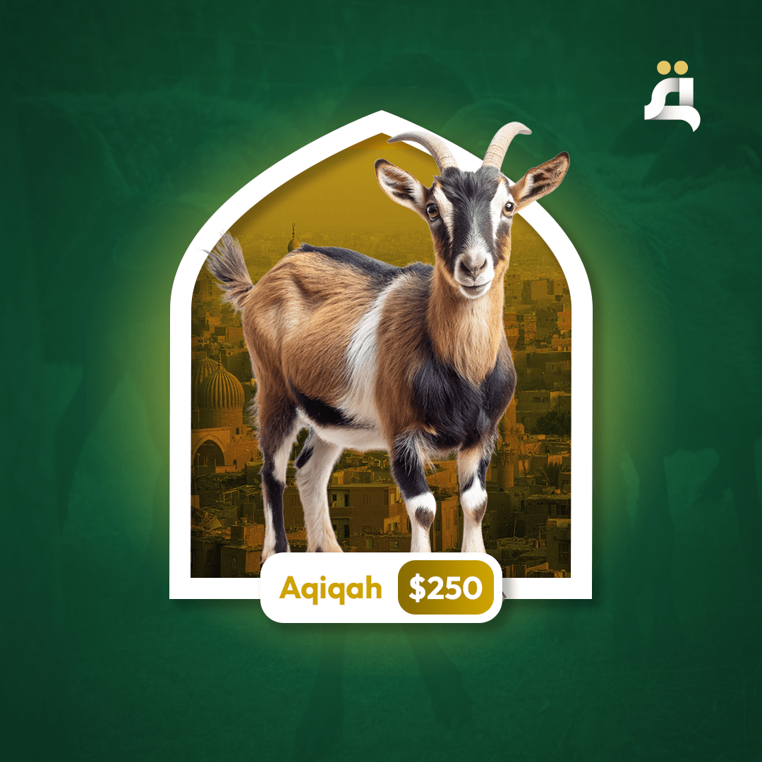 Aqiqah Goat - Qohyrah